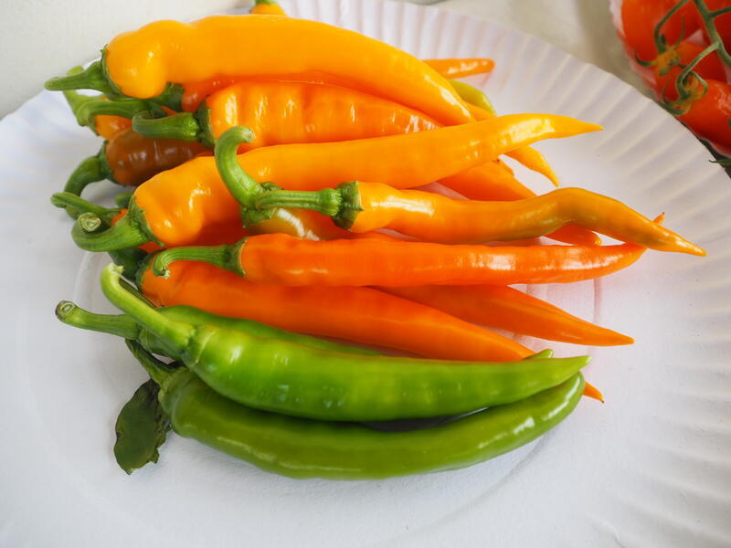 Paprika (spets) Orahorn  25  frö