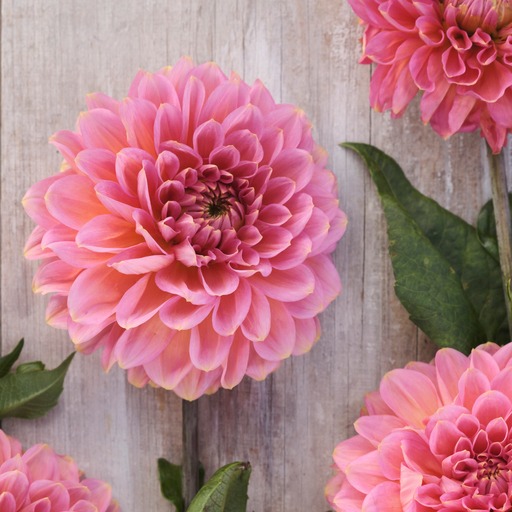 Dahlia  mamma Rina Bredie  5 frö