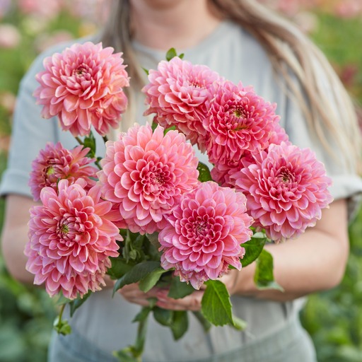 Dahlia  mamma Rina Bredie  5 frö - 3