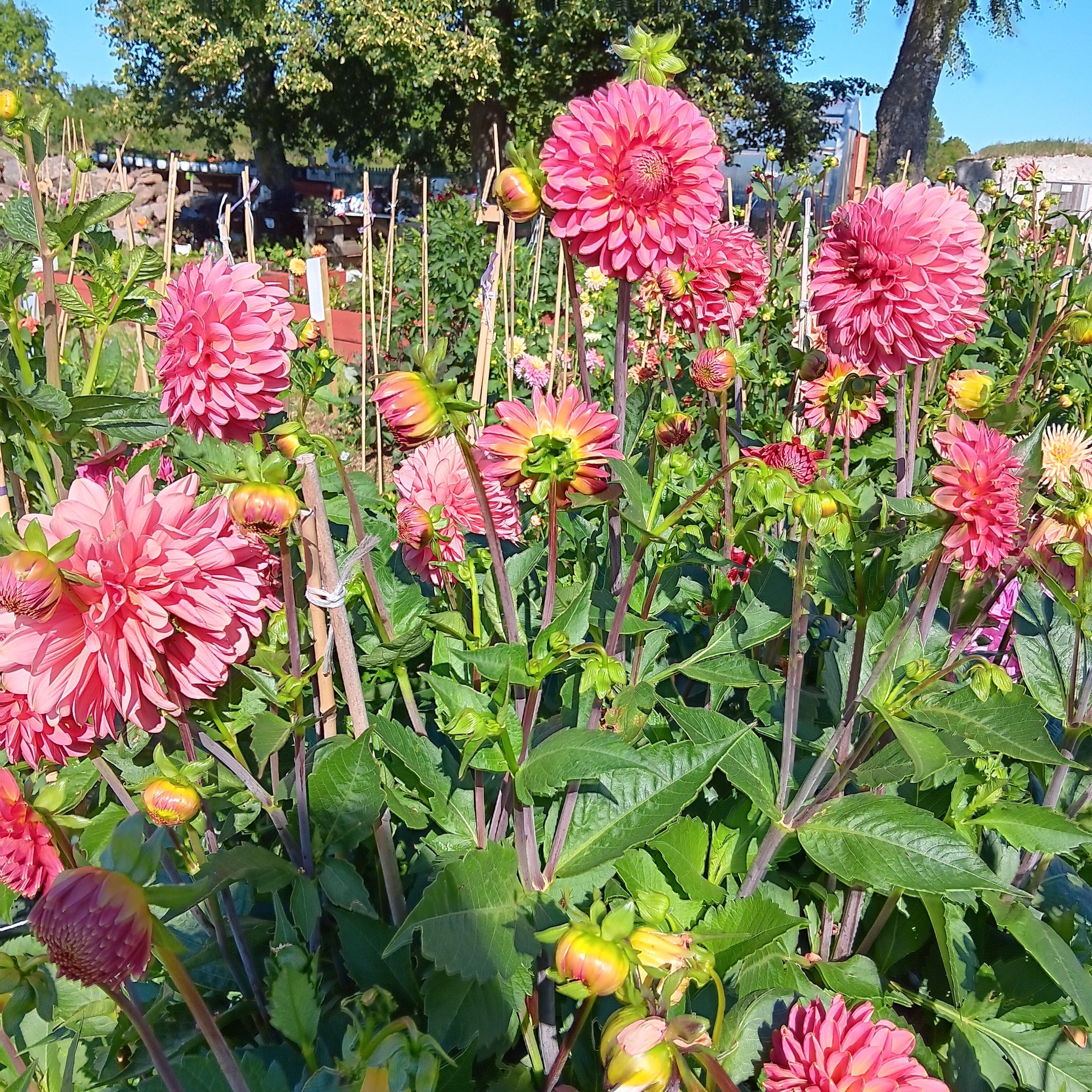 Dahlia  mamma Rina Bredie  5 frö - 5