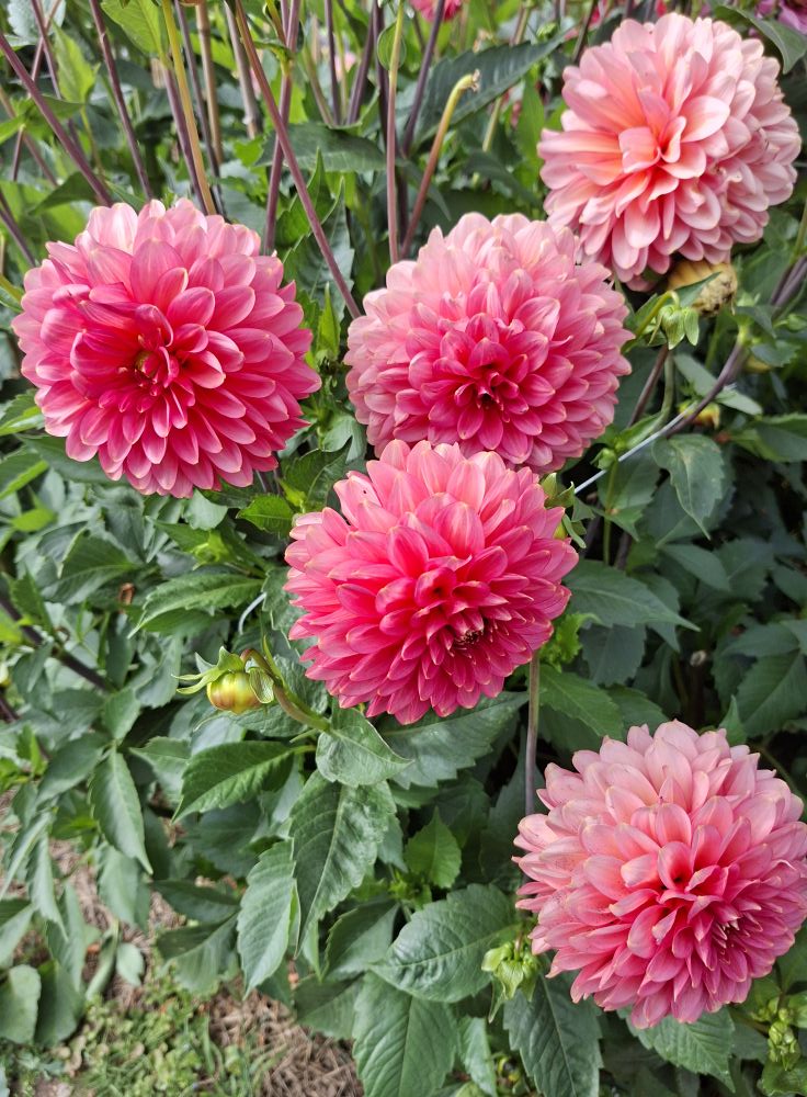 Dahlia  mamma Rina Bredie  5 frö - 6
