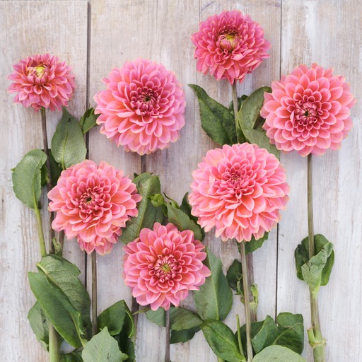Dahlia  mamma Rina Bredie  5 frö - 2