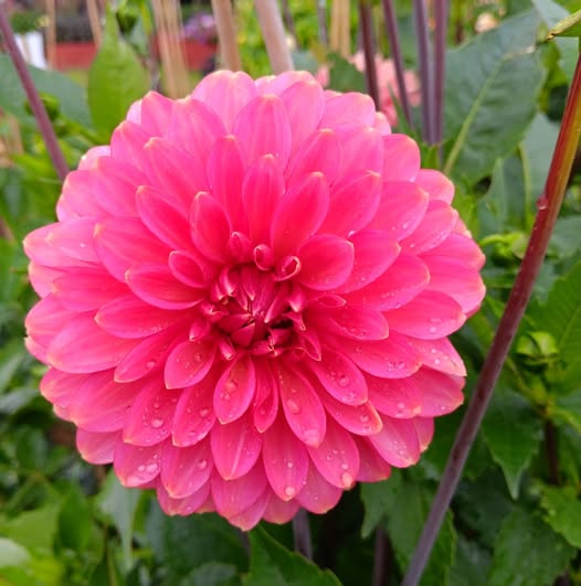 Dahlia  mamma Rina Bredie  5 frö - 4