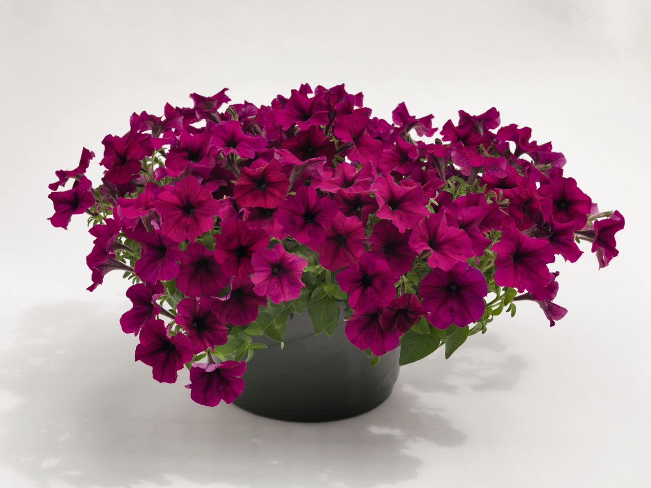 Petunia F1 Success Burgundy 5 frö (hängande)