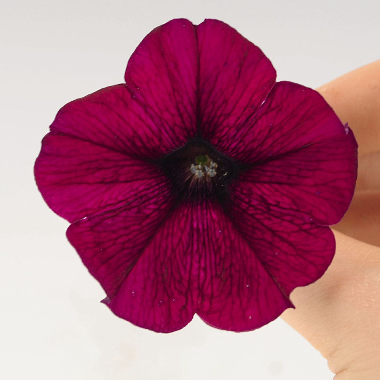 Petunia F1 Success Burgundy 5 frö (hängande) - 2