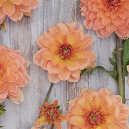 Dahlia knöl Elegant Lady Dekorativ Medium  x