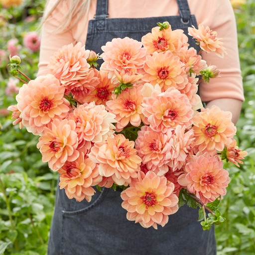 Dahlia knöl Elegant Lady Dekorativ Medium  x - 2
