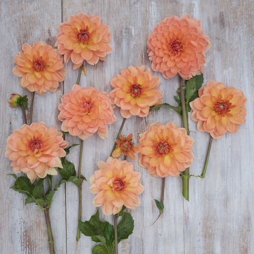 Dahlia knöl Elegant Lady Dekorativ Medium  x - 3