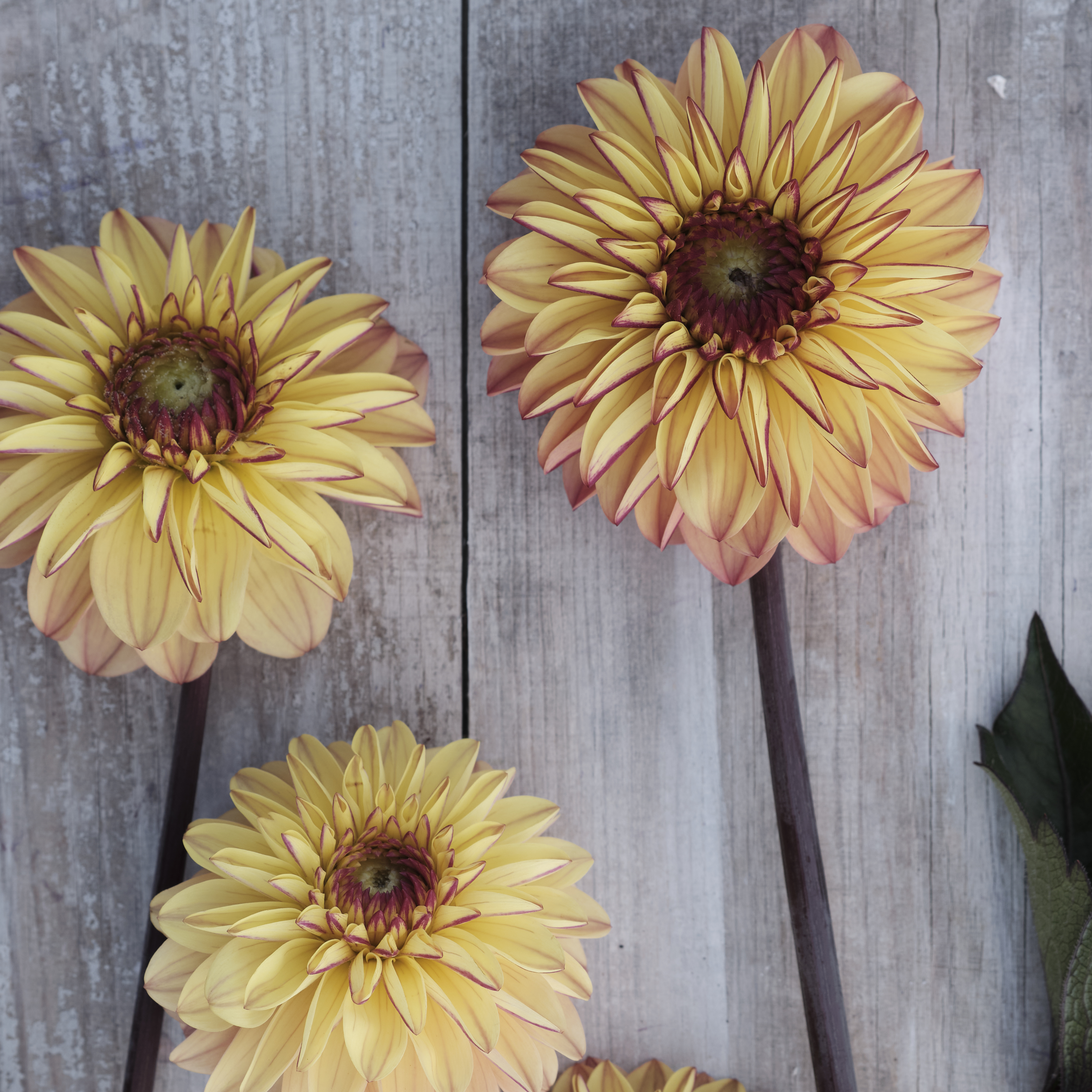 Dahlia knöl Dear Alexander (Gelia) Boll  x - 2