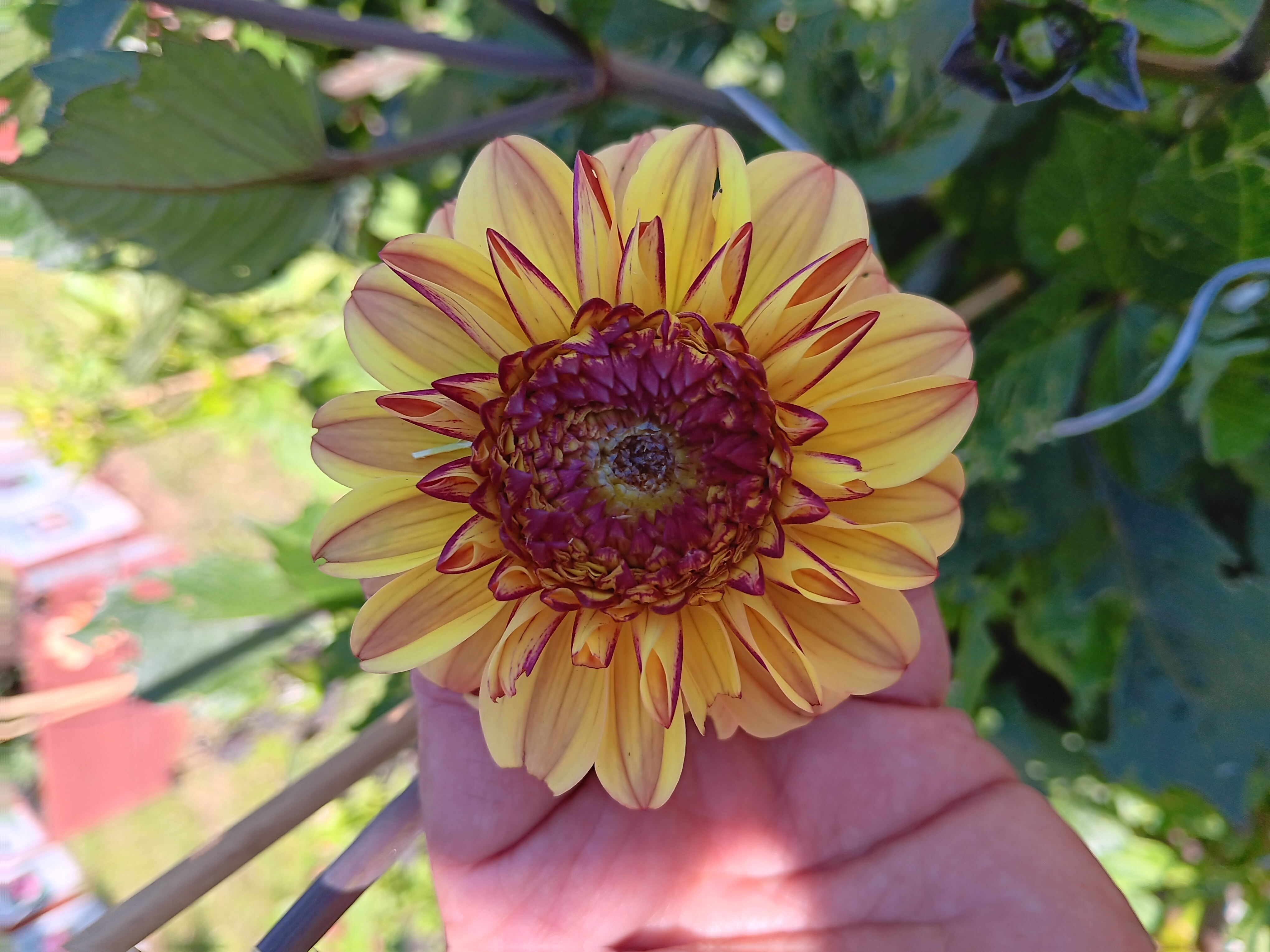 Dahlia knöl Dear Alexander (Gelia) Boll  x - 4