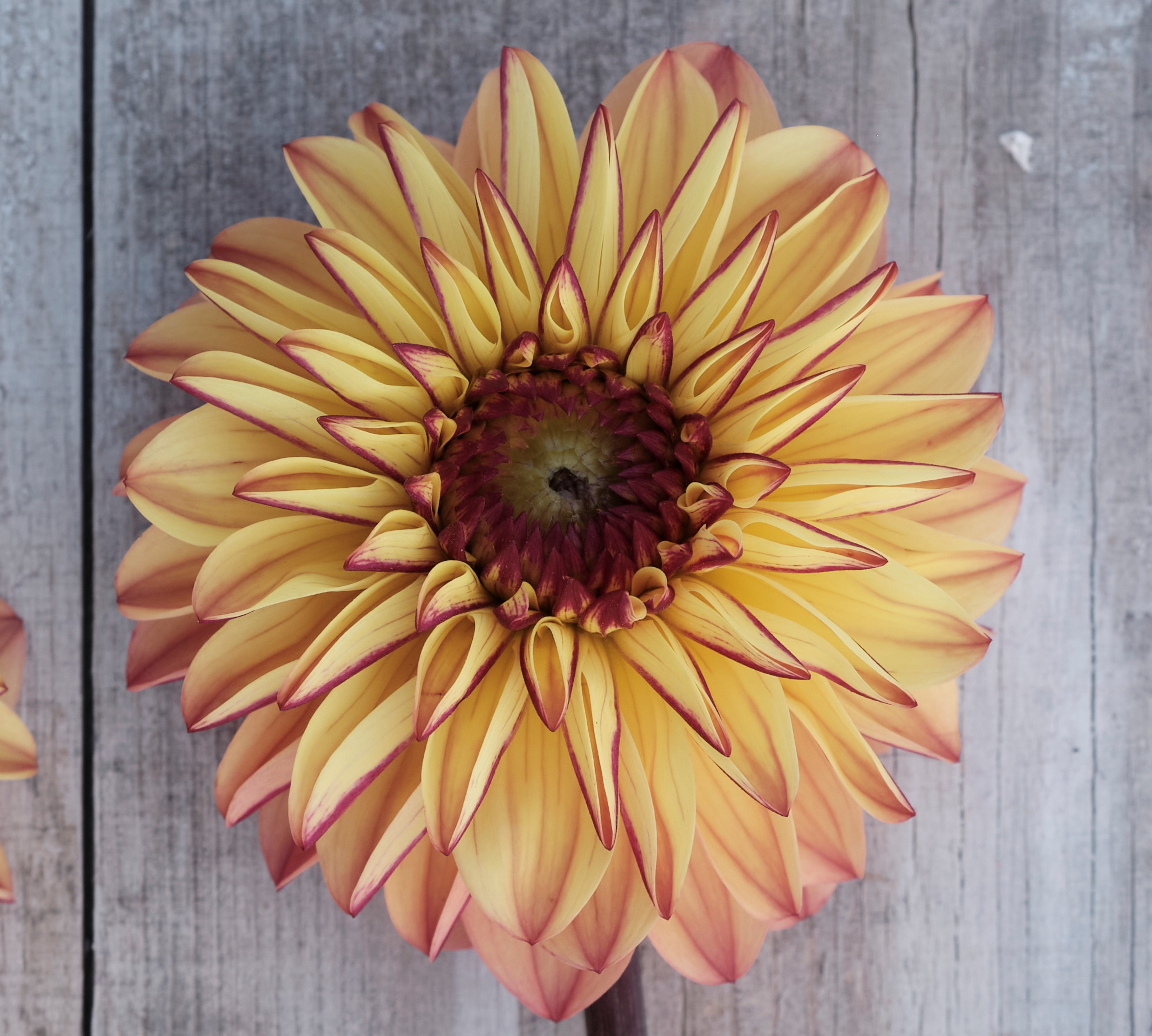 Dahlia knöl Dear Alexander (Gelia) Boll  x