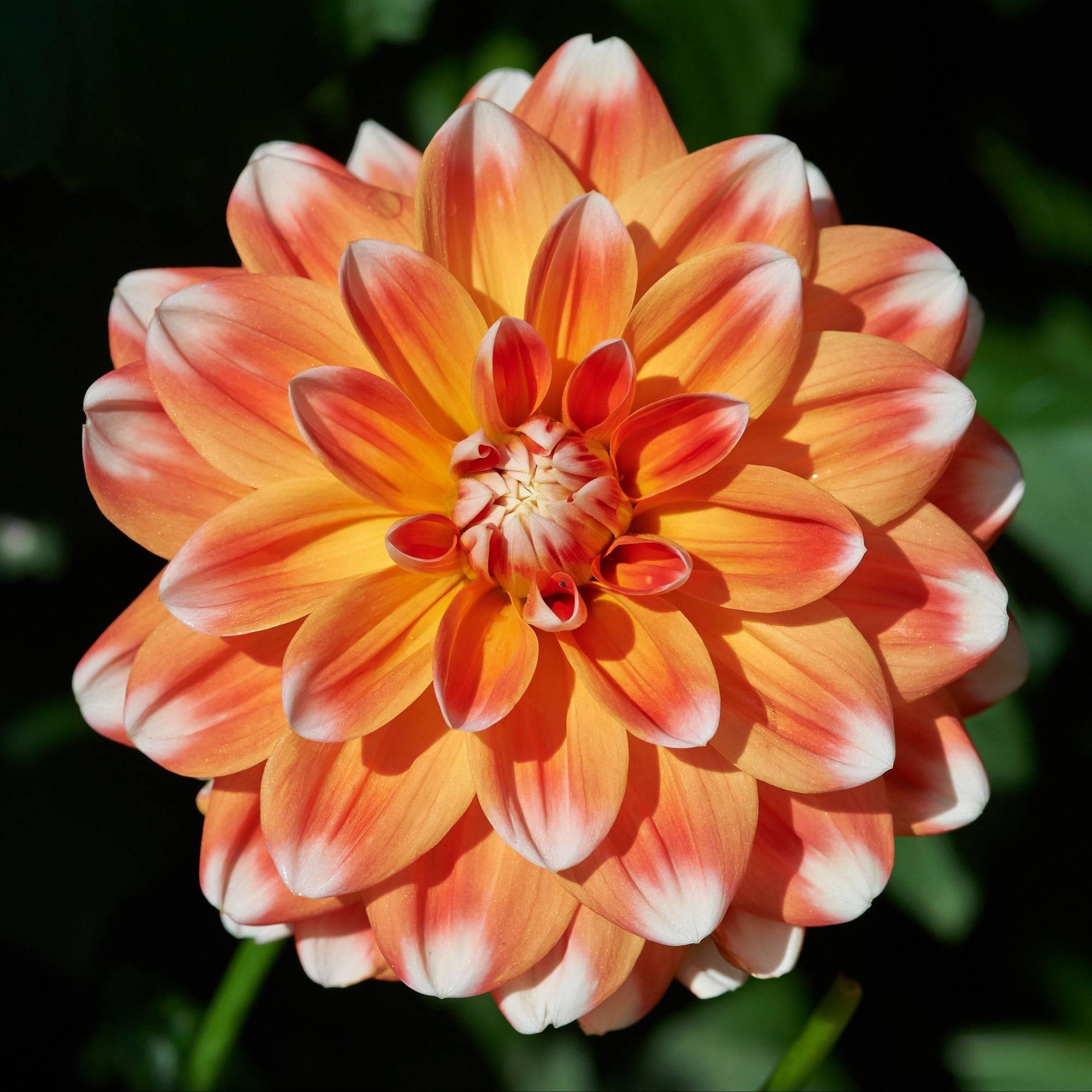 Dahlia knöl Hapet Harmony "Dekorativ x " 