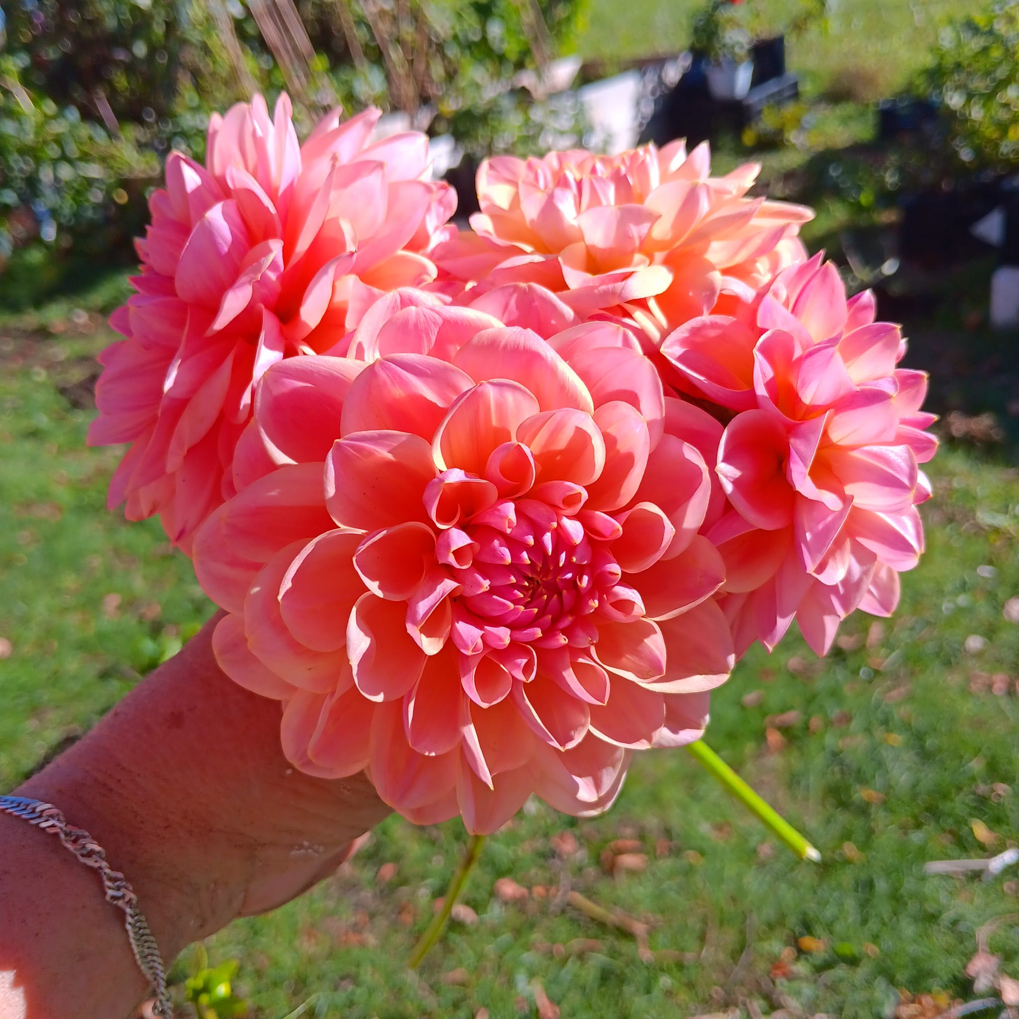 Dahlia knöl Hapet Pastell  Boll x - 3