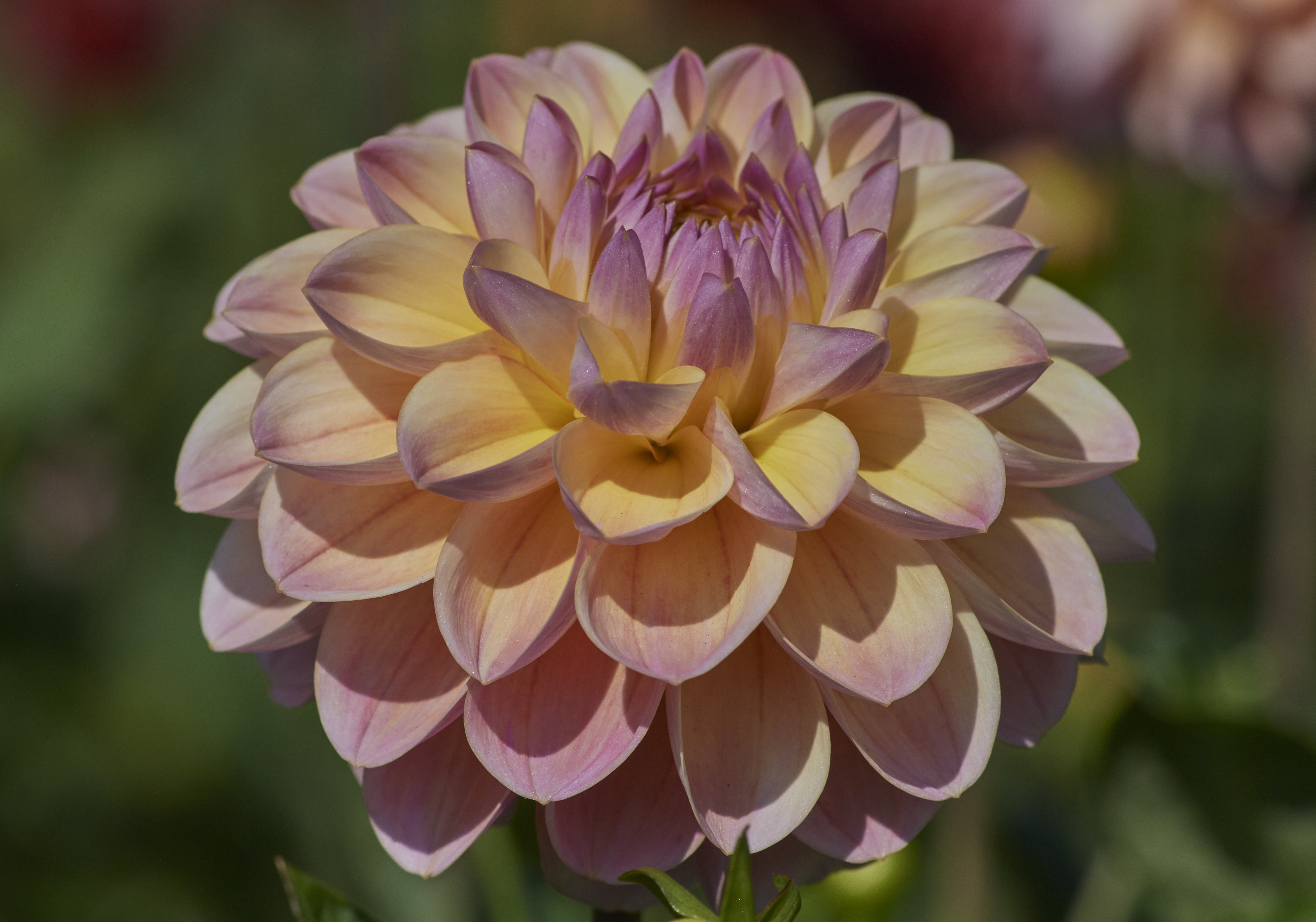 Dahlia knöl Hapet Pastell  Boll x
