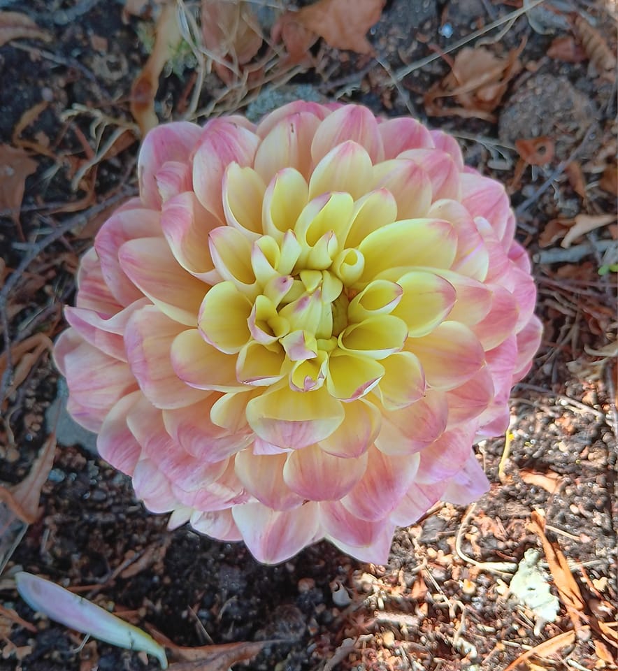 Dahlia knöl Hapet Pastell  Boll x - 2
