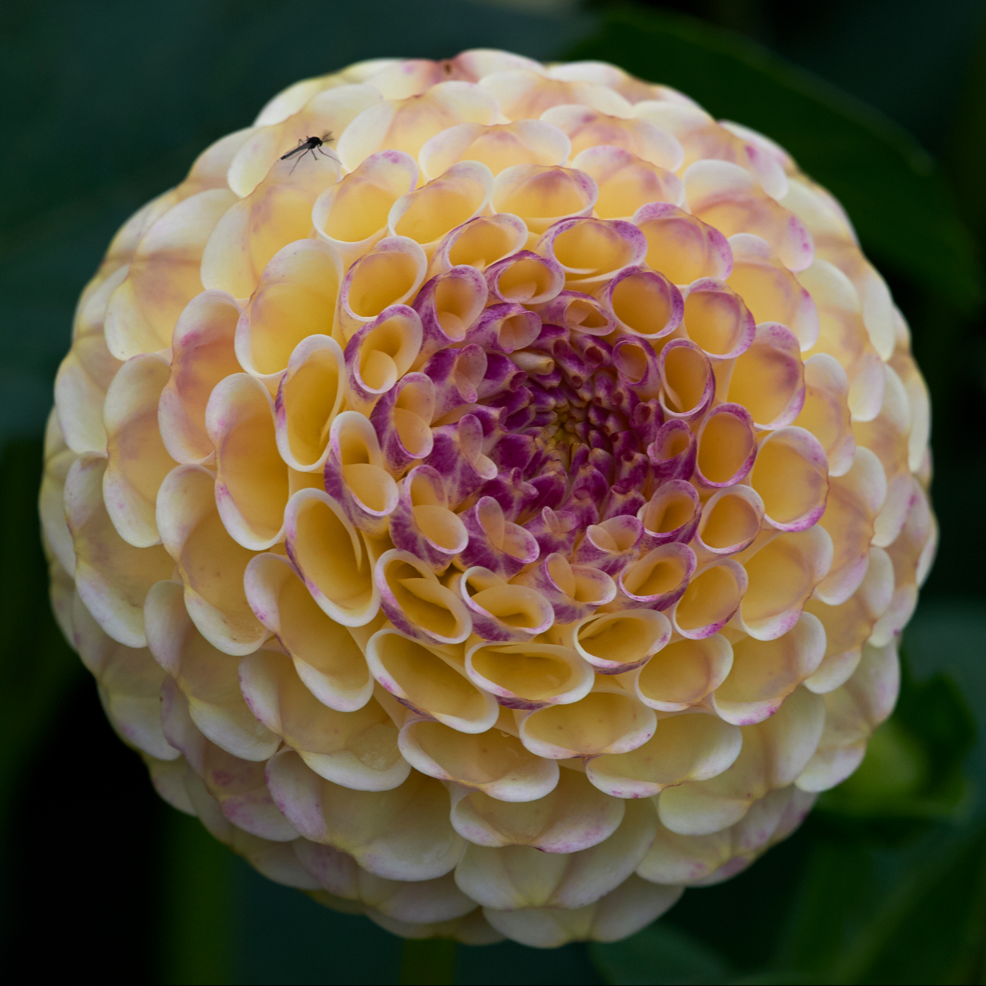 Dahlia knöl Hapet Compo"Pompon"  Nyhet 2026! x