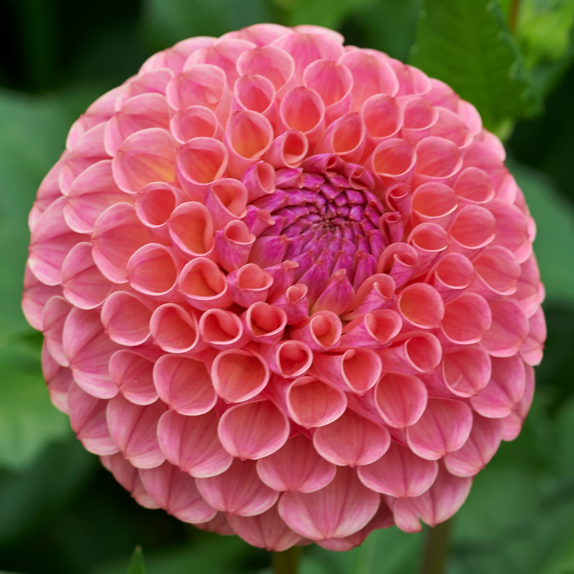 Dahlia knöl Hapet Coppery "Bolldahlia"  Nyhet 2026!