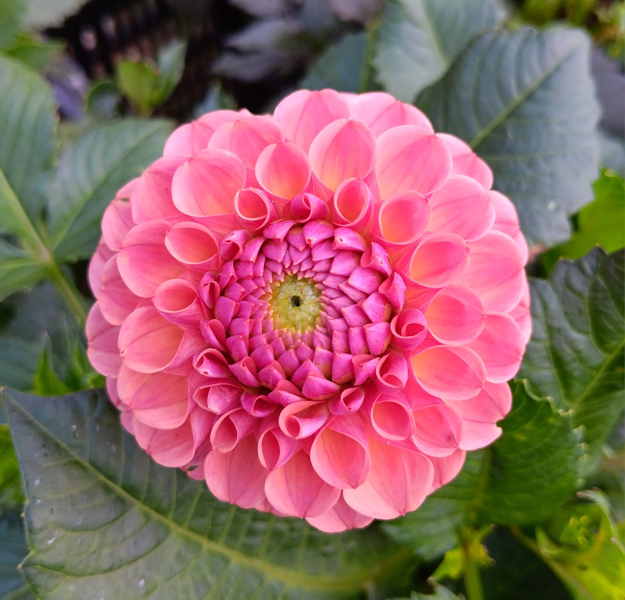 Dahlia knöl Hapet Coppery "Bolldahlia"  Nyhet 2026! - 2