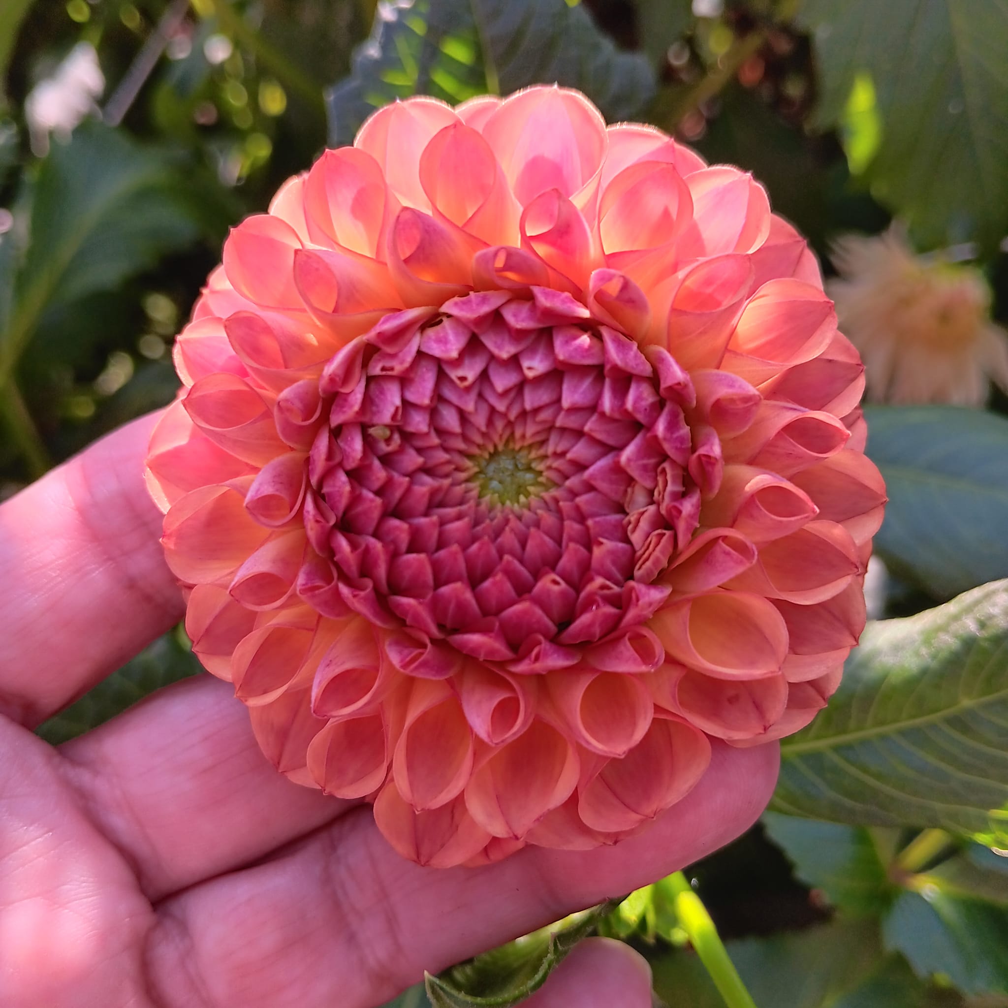 Dahlia knöl Hapet Coppery "Bolldahlia"  Nyhet 2026! - 4