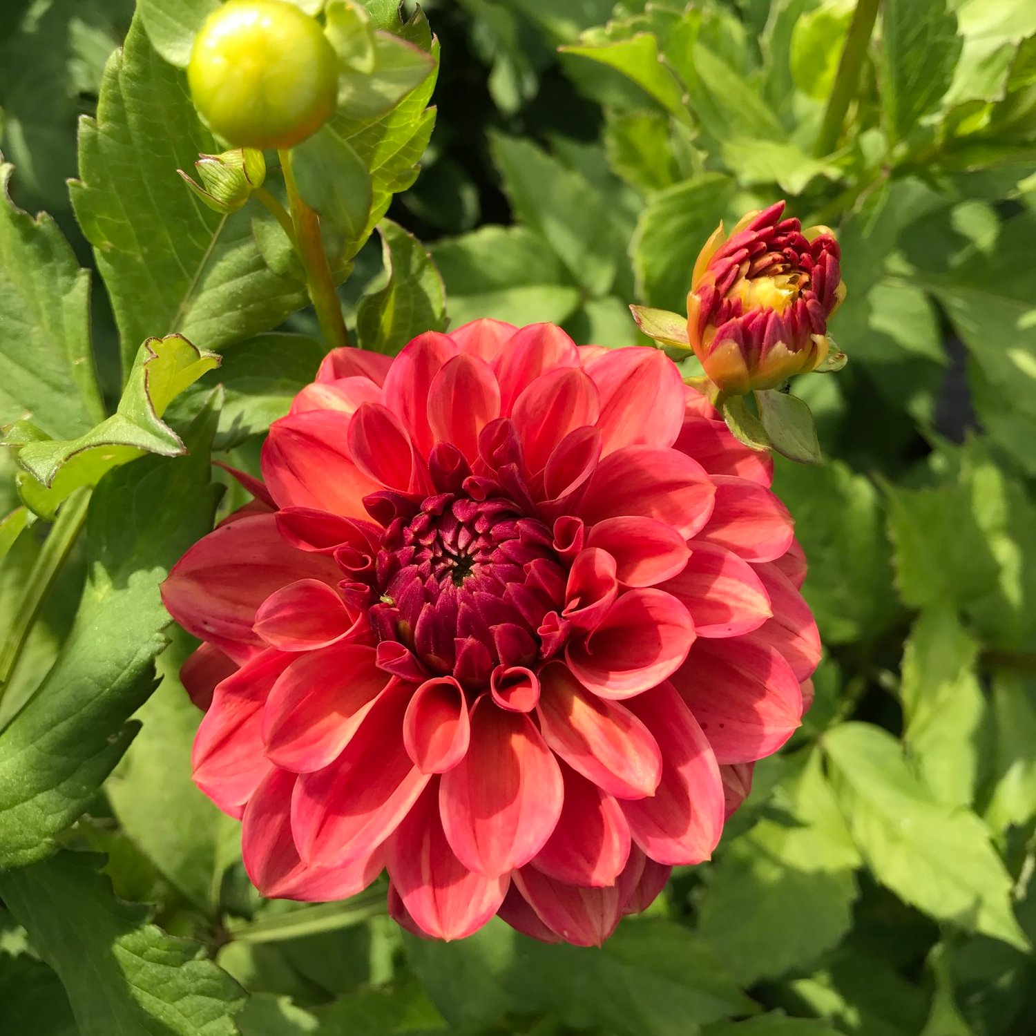 Dahlia  knöl Iced Tea  "Dekorativ  