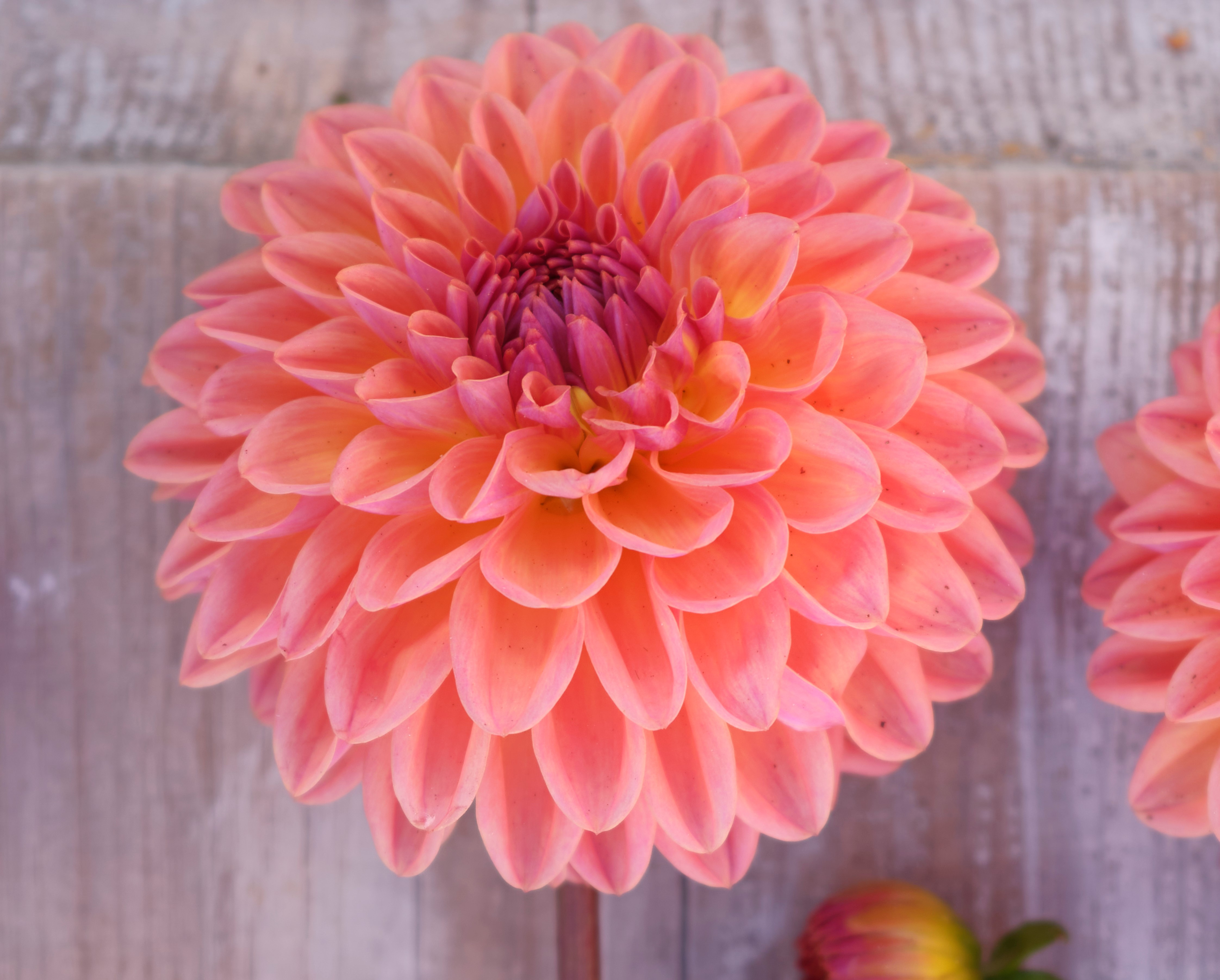Dahlia frö Mamma Moderato 5 frön
