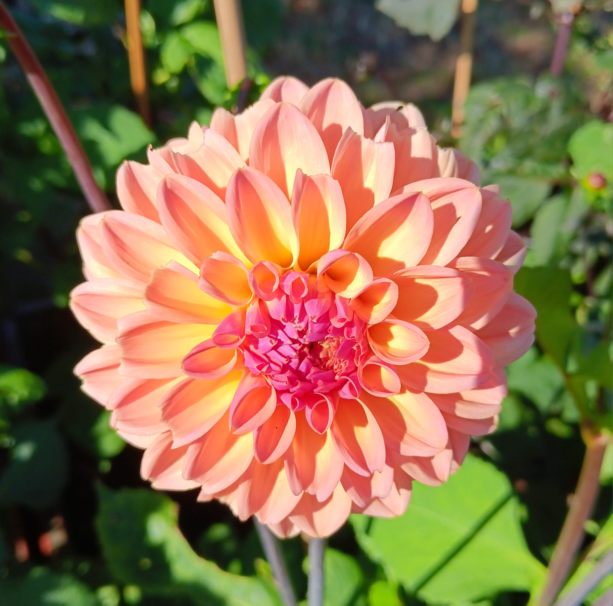 Dahlia frö Mamma Moderato 5 frön - 3