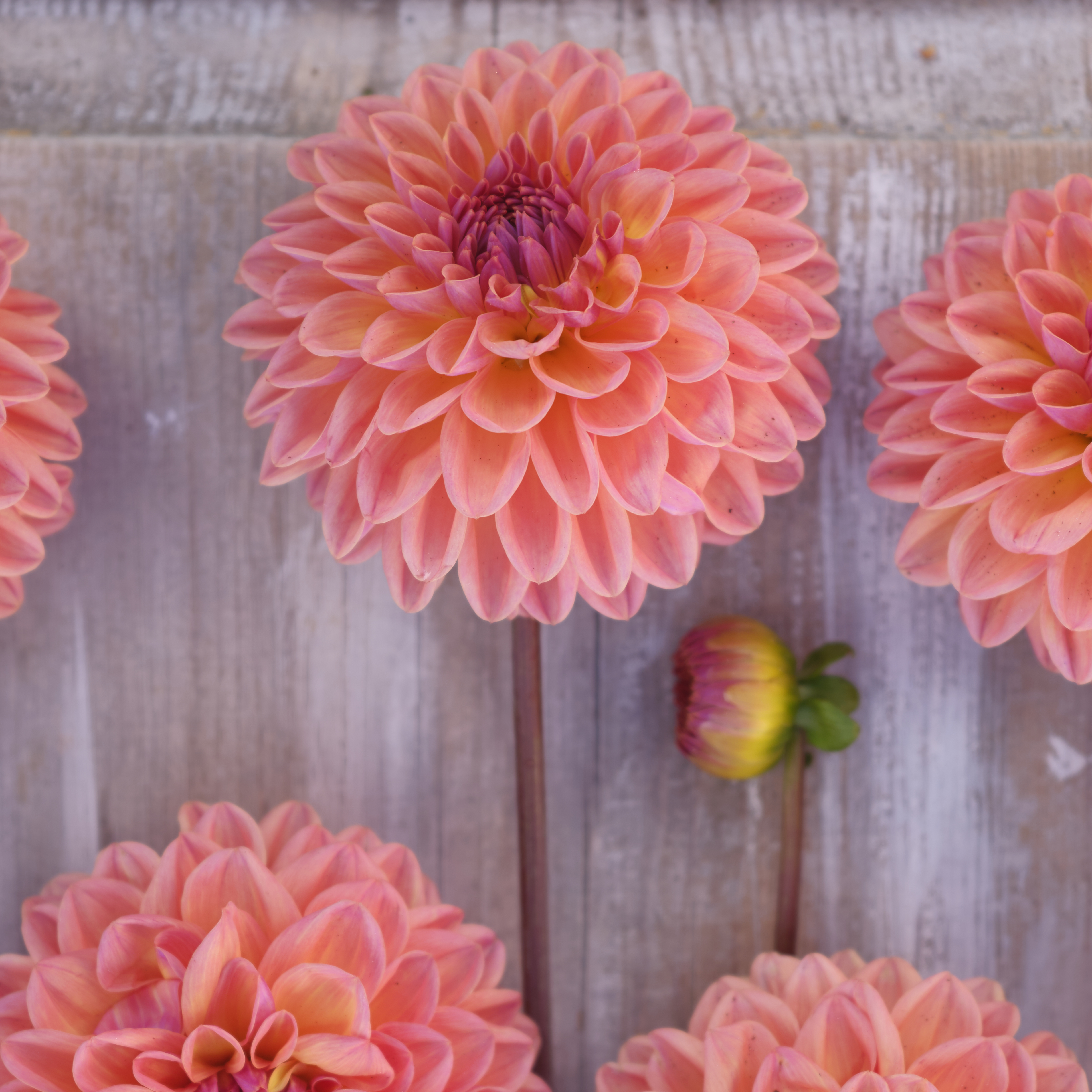 Dahlia frö Mamma Moderato 5 frön - 2