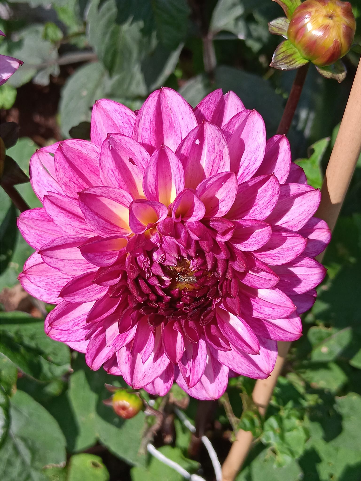 Dahlia knöl Muchacha"Dekorativ Småblommande"  - 6