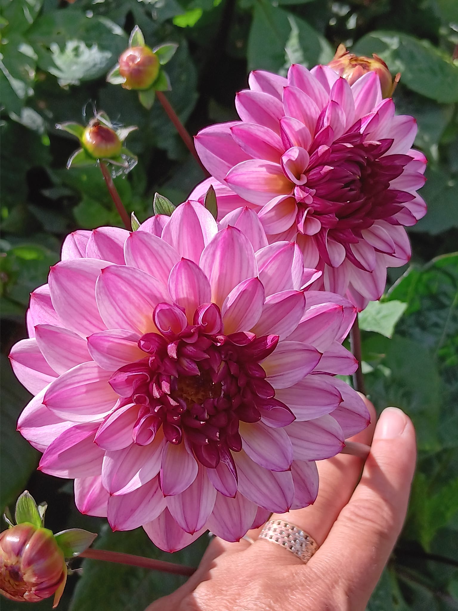 Dahlia knöl Muchacha"Dekorativ Småblommande"  - 4