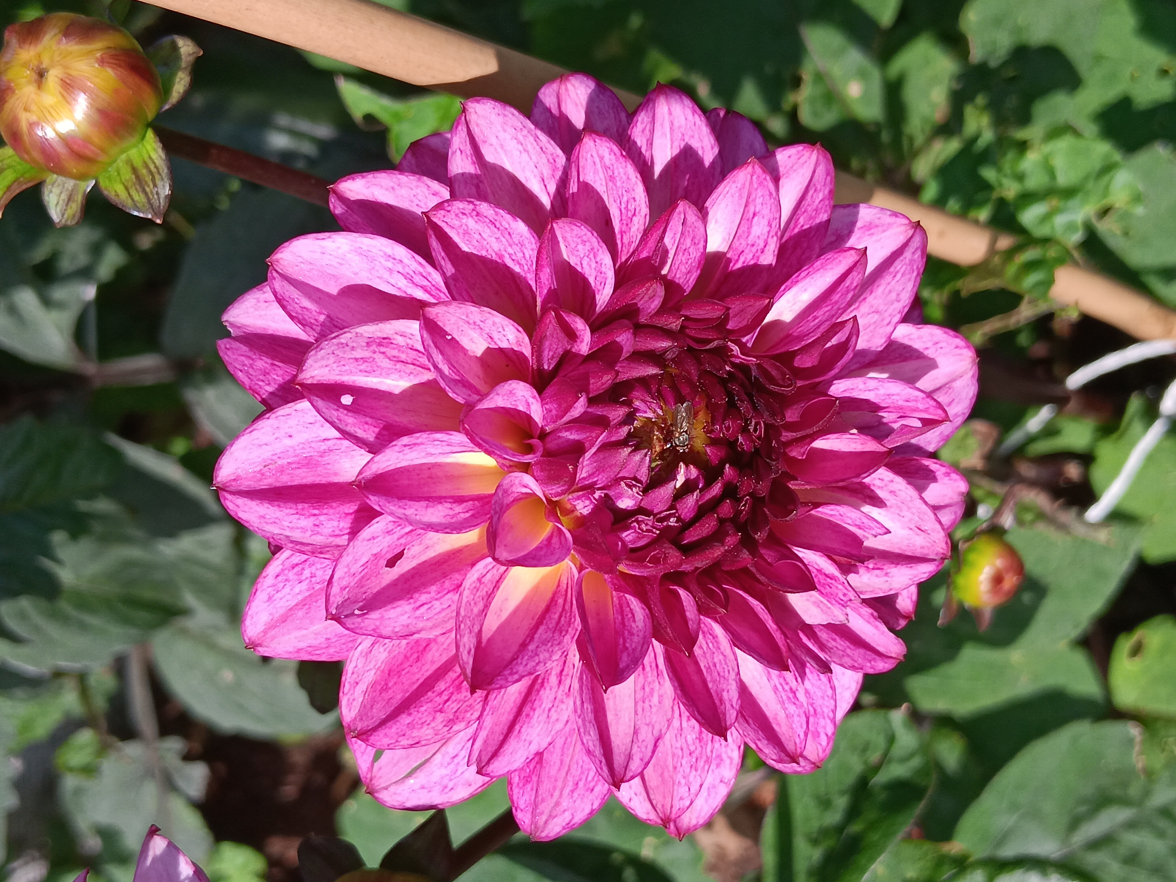 Dahlia knöl Muchacha"Dekorativ Småblommande"  - 5