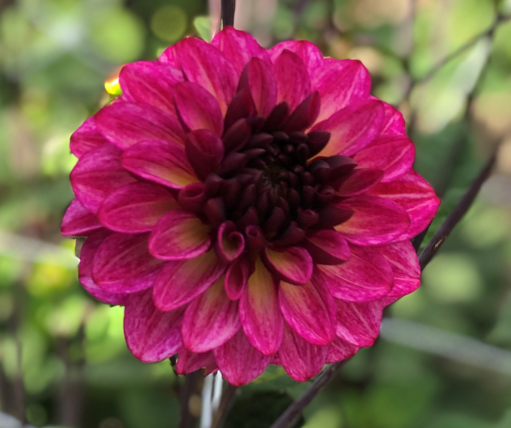 Dahlia knöl Muchacha"Dekorativ Småblommande" 