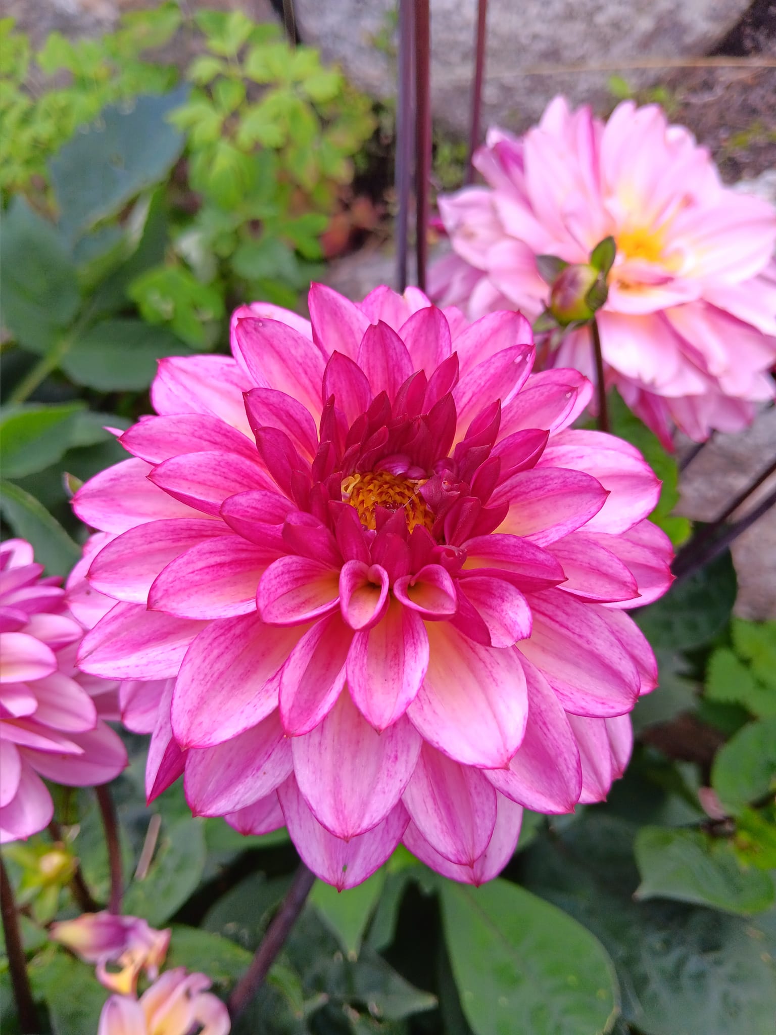 Dahlia knöl Muchacha"Dekorativ Småblommande"  - 3