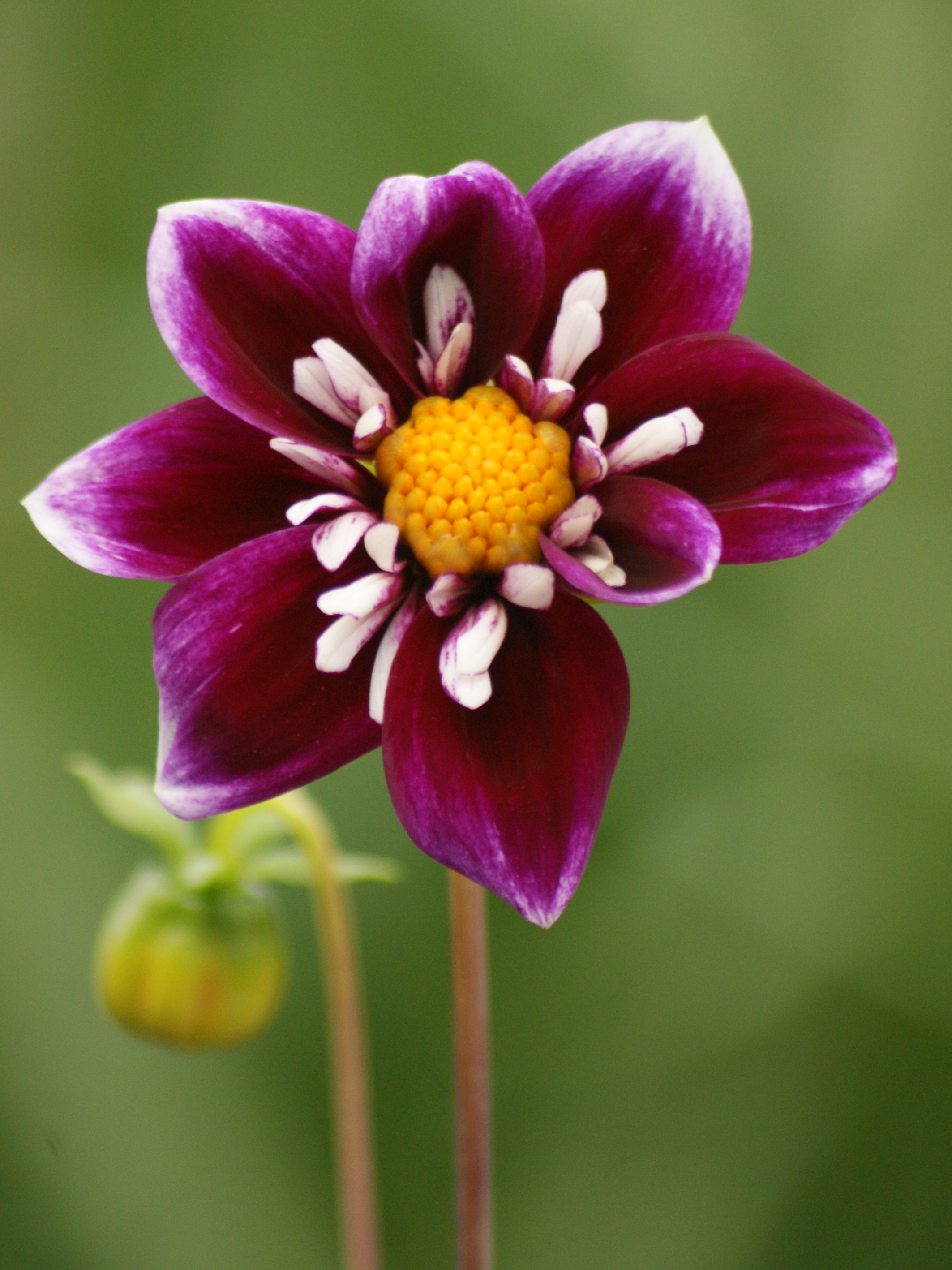 Dahlia knöl Impression Fabula "Halskråsblommande"