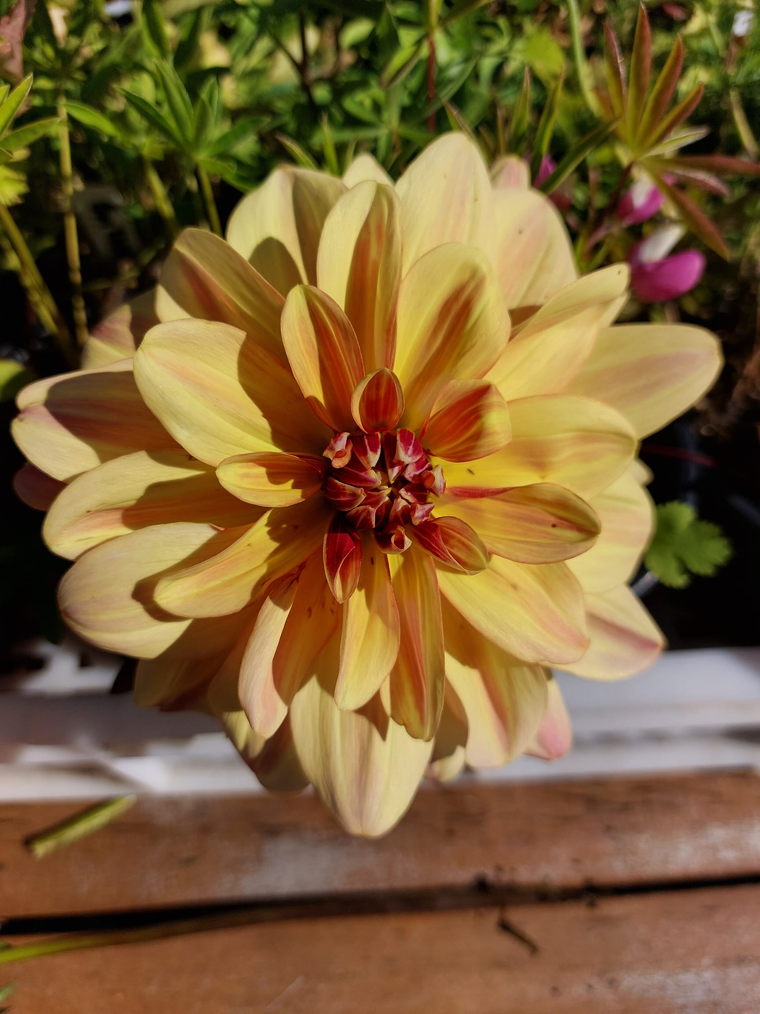 Dahlia knöl Happy Butterfly  "Dekorativ Mediumblommande"   - 3