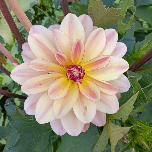Dahlia knöl Happy Butterfly  "Dekorativ Mediumblommande"   - 2