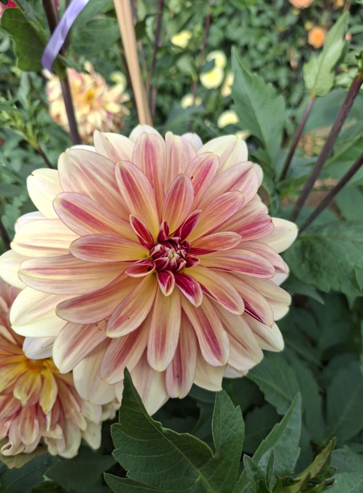 Dahlia knöl Happy Butterfly  "Dekorativ Mediumblommande"   - 4