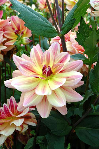 Dahlia knöl Happy Butterfly  "Dekorativ Mediumblommande"  
