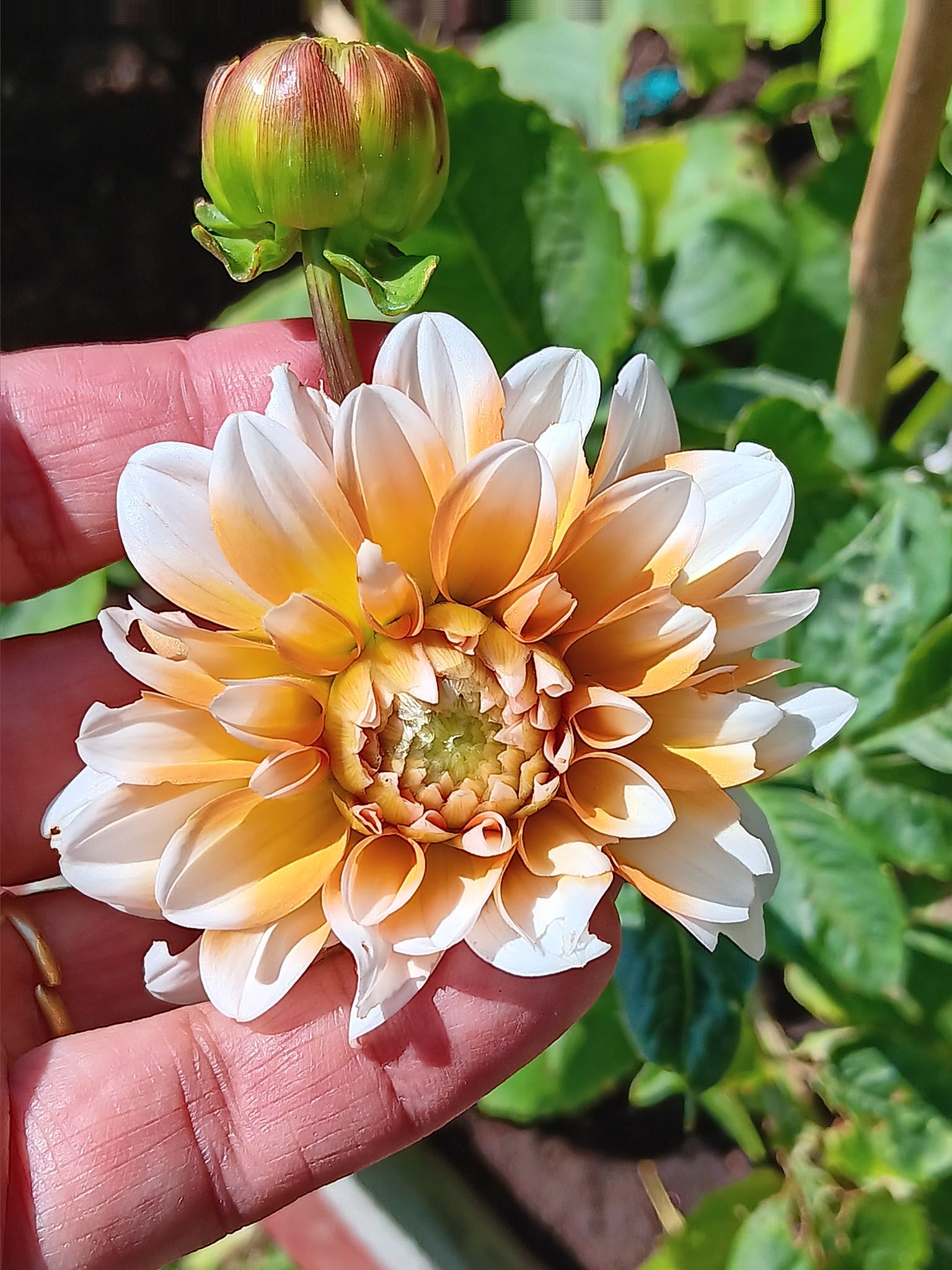 Dahlia knöl Orange Perception  Näckros  - 3