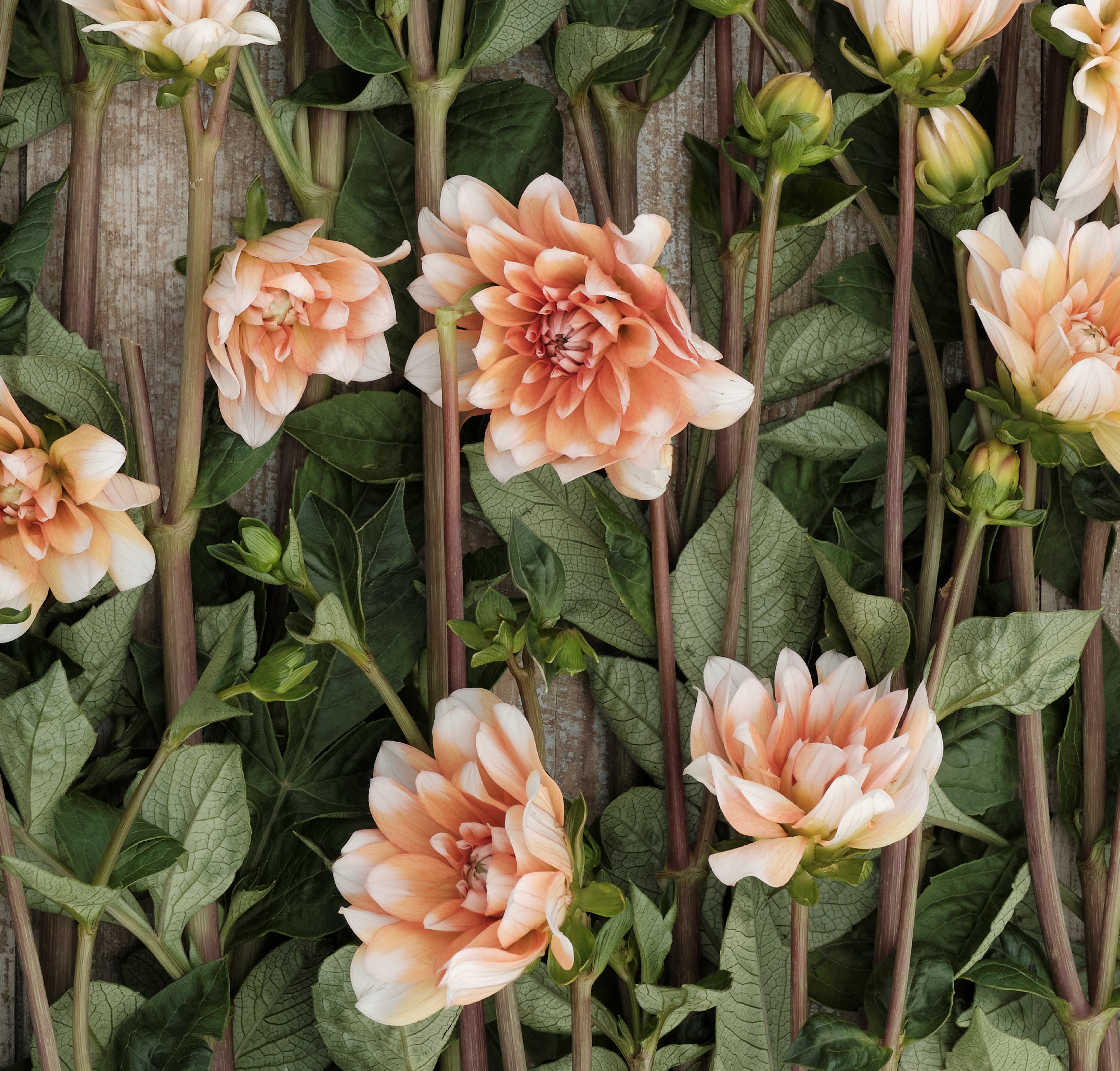 Dahlia knöl Orange Perception  Näckros  - 2