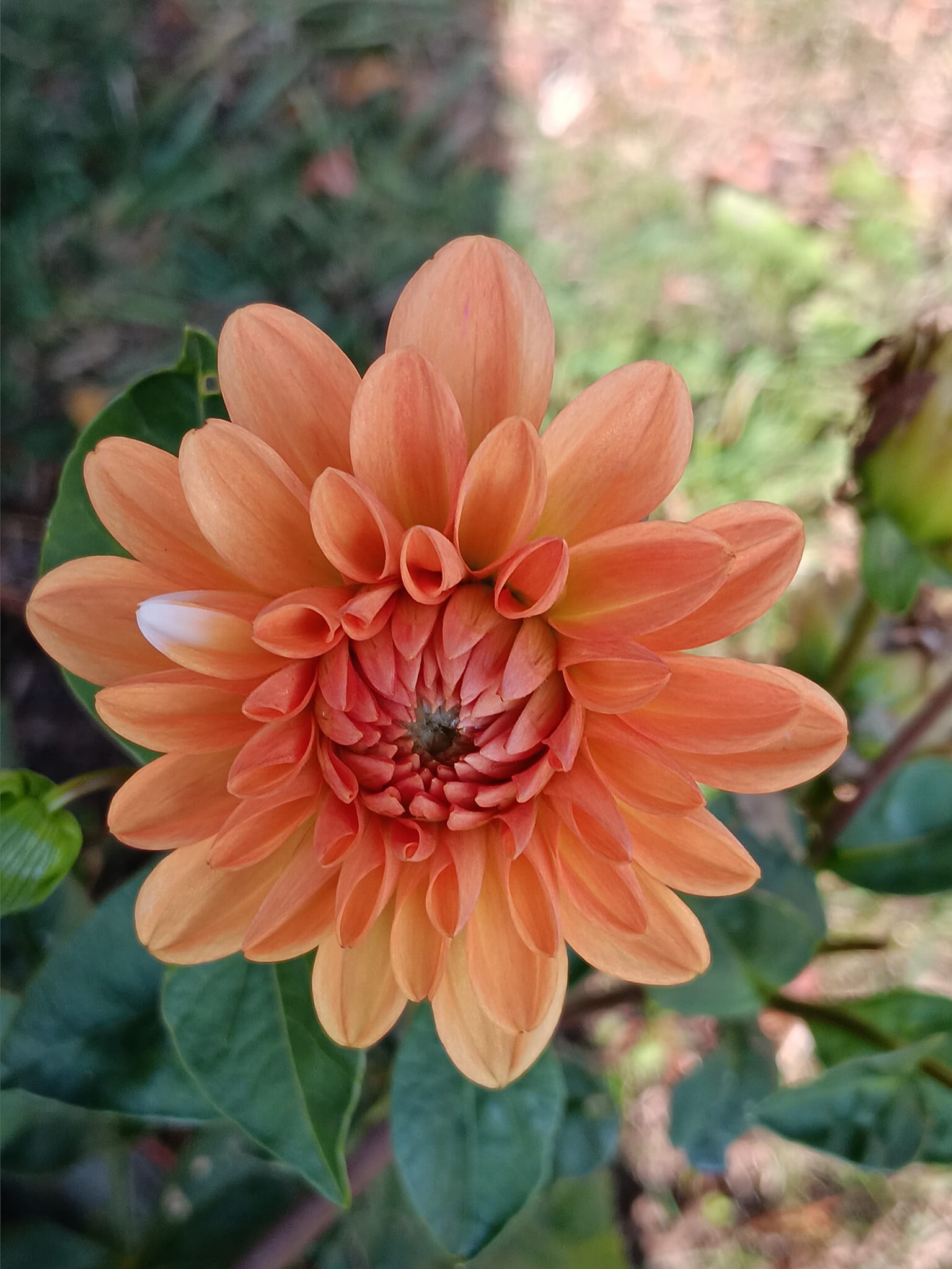 Dahlia knöl Orange Perception  Näckros  - 4