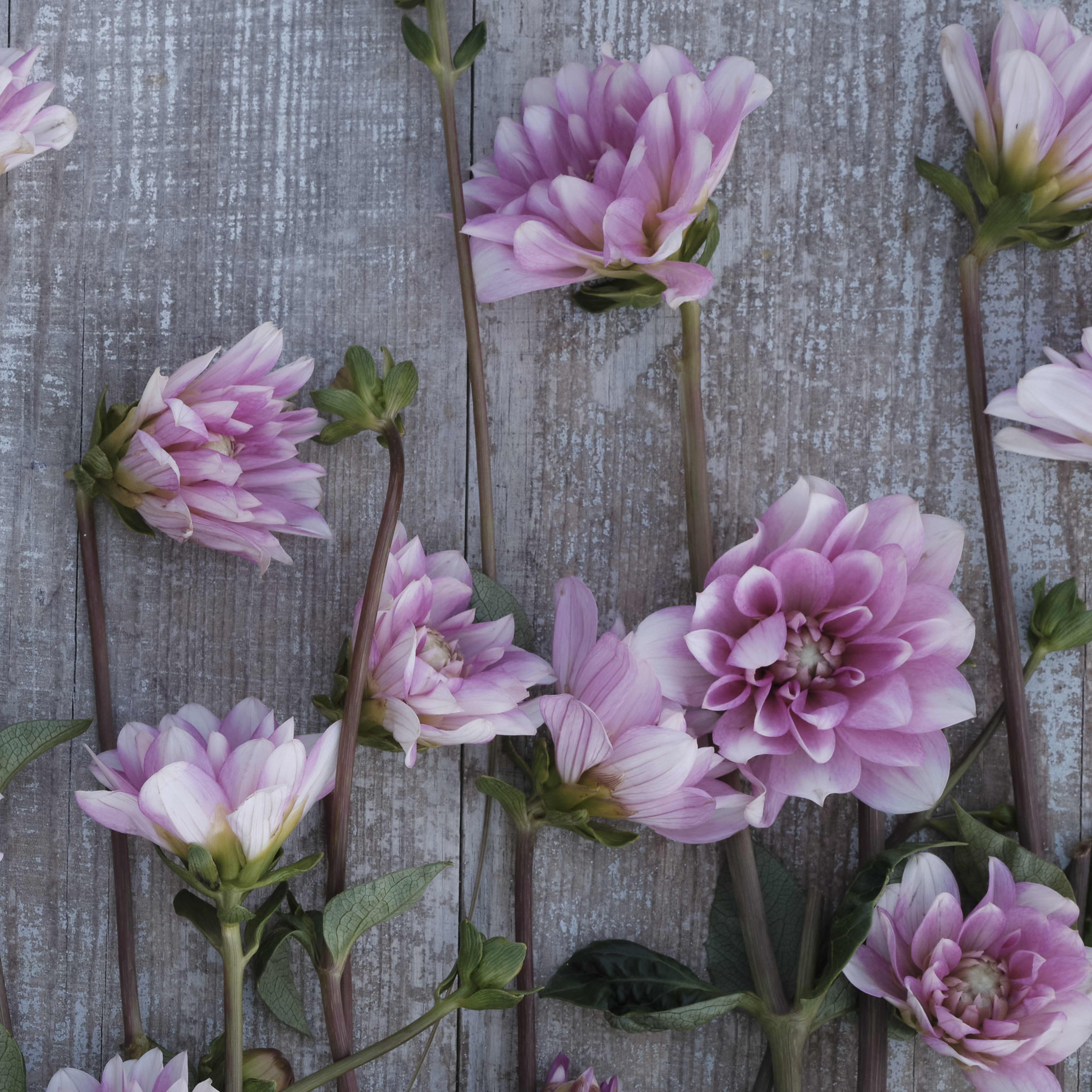 Dahlia knöl Pink Perception Näckros 