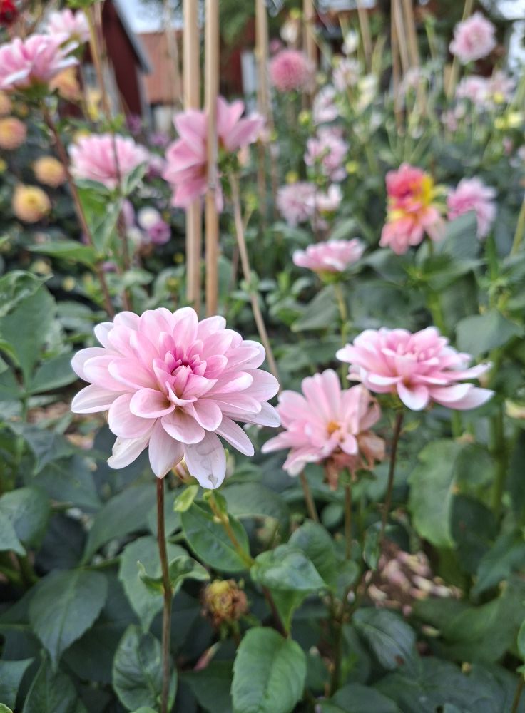 Dahlia knöl Pink Perception Näckros  - 3