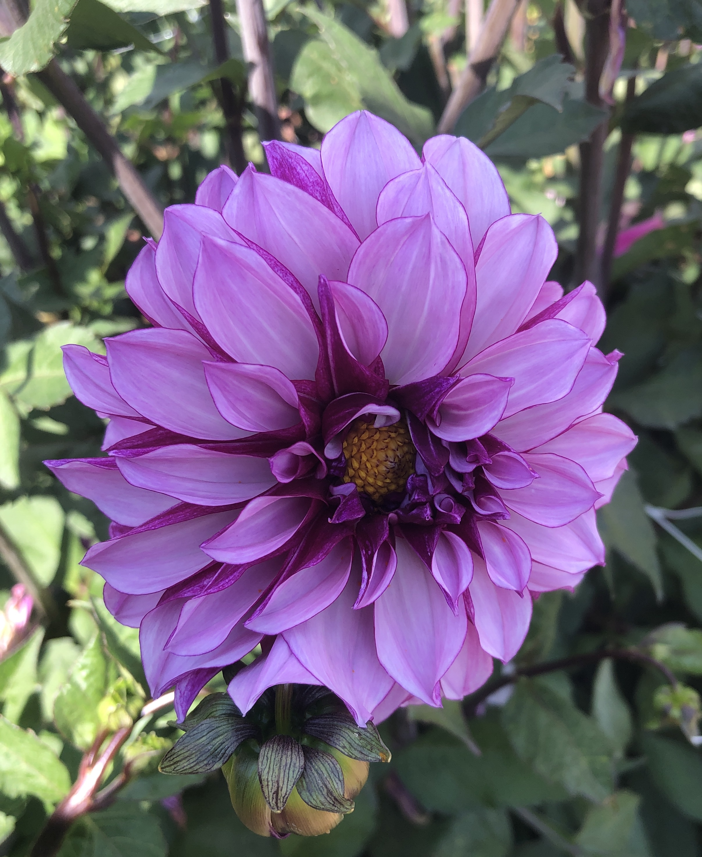 Dahlia frö Mamma Blueberry Classic 5 frön inkommande
