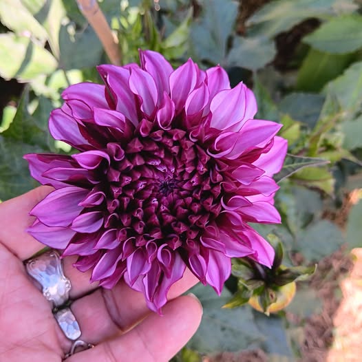 Dahlia frö Mamma Blueberry Classic 5 frön inkommande - 2