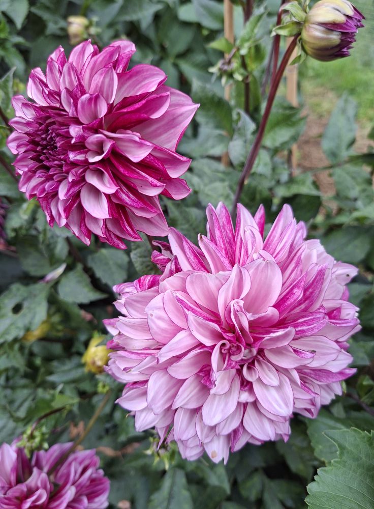 Dahlia frö Mamma Blueberry Classic 5 frön inkommande - 3