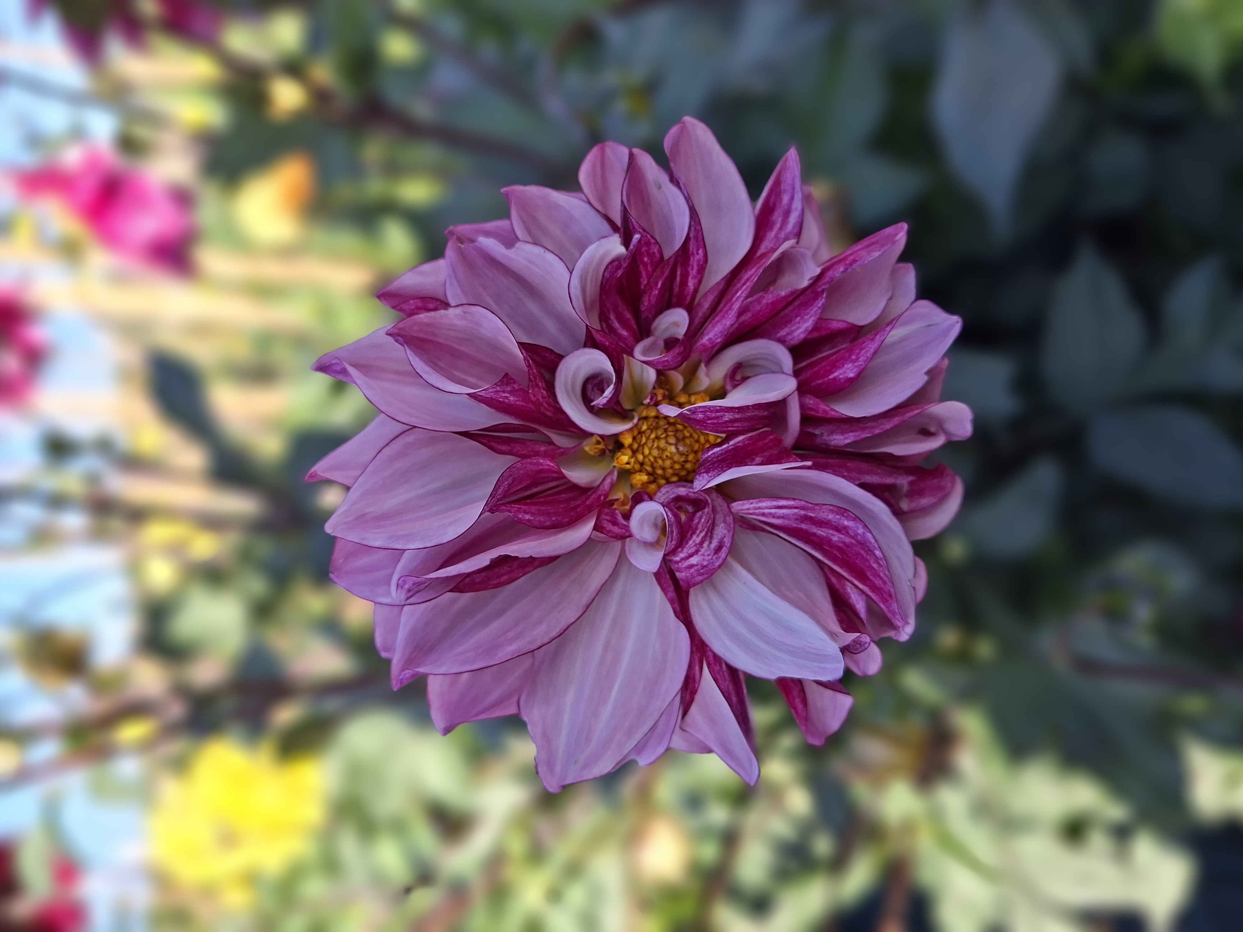 Dahlia frö Mamma Blueberry Classic 5 frön inkommande - 4