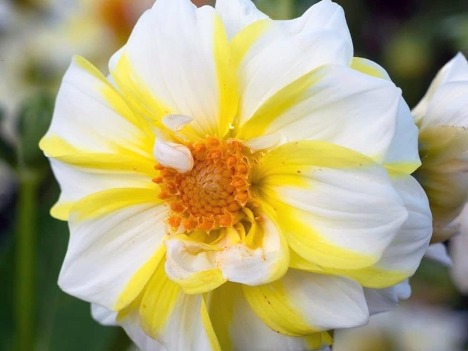 Dahlia knöl Fire and Ice Lemon  Enkel