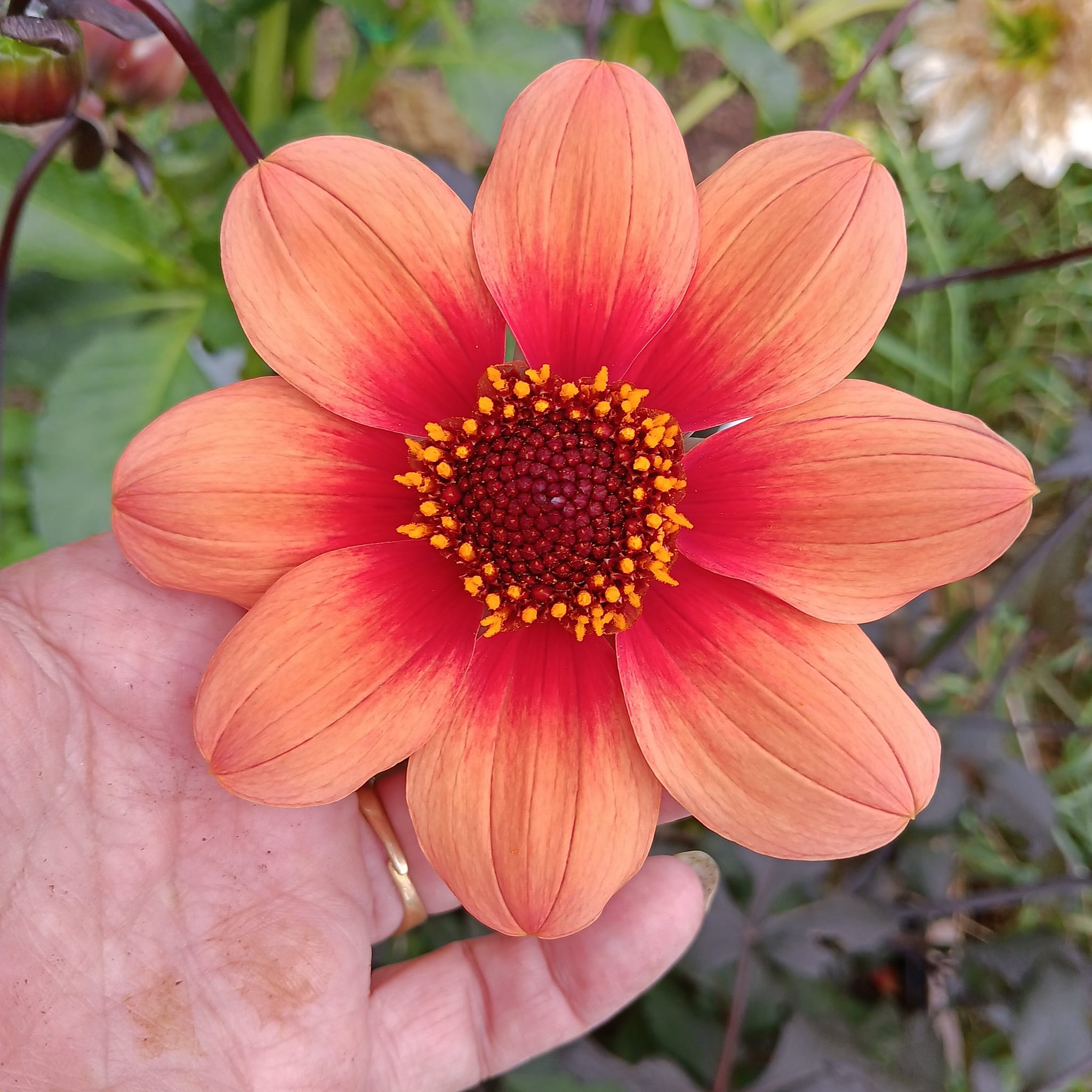 Dahlia knöl HS Date "Enkelblommande"   - 2