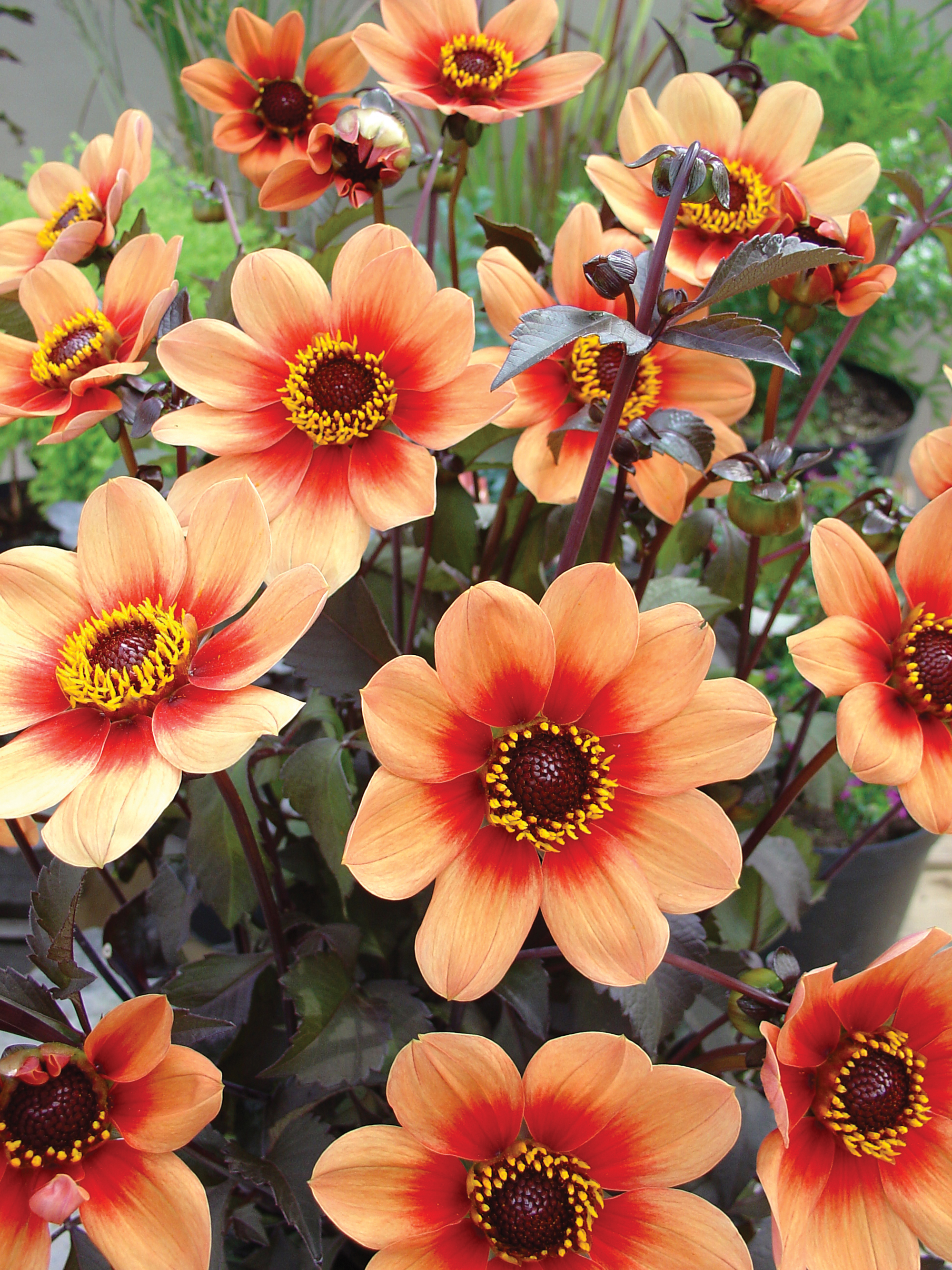 Dahlia knöl HS Date "Enkelblommande"  