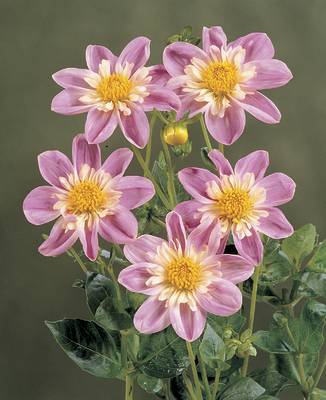 Dahlia knöl  Impression Famoso,
